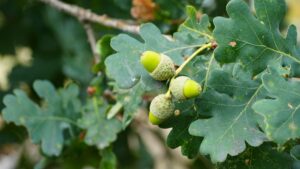 Acorns bonuses